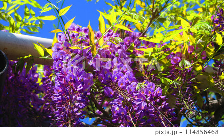 2024年春のフジの花と青空の美しい風景 114856468