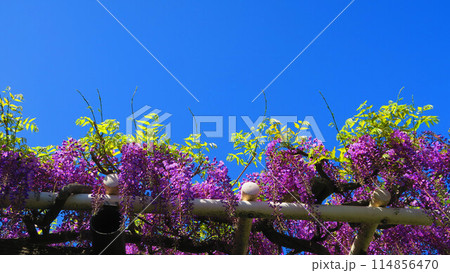 2024年春のフジの花と青空の美しい風景 114856470