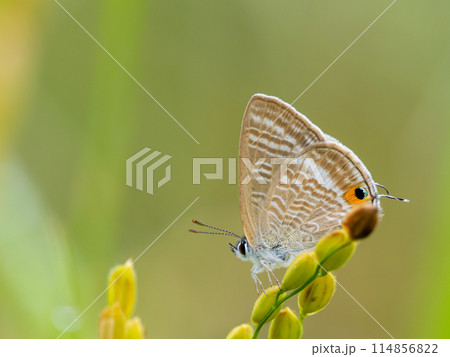 ウラナミシジミ ウラナミシジミ 114856822