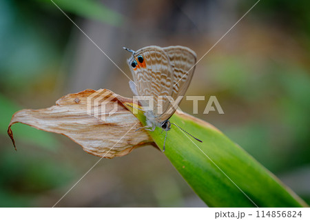 ウラナミシジミ 114856824