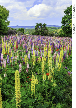 ルピナス咲く丘（縦） 114856882