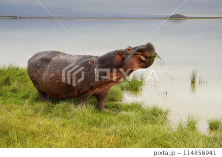 水辺のカバ 114856941