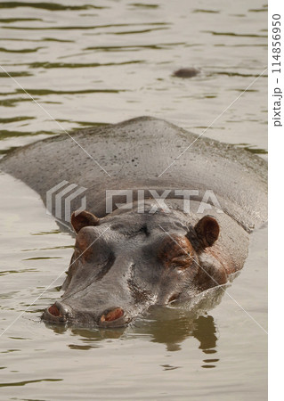 水辺のカバ 114856950