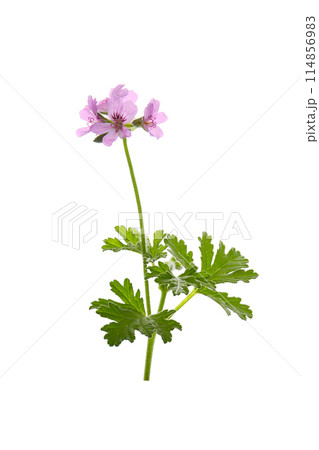 ローズゼラニウムの花 ローズゼラニウムの花 114856983