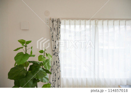 明るい窓辺　部屋　観葉植物　ワンルーム　寝室 114857018