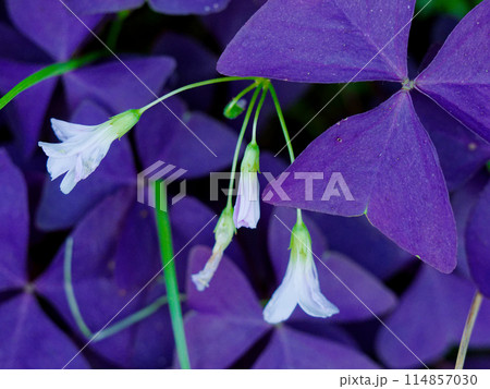 紫色の葉を持つオギザリス・トライアングラリス 紫色の葉を持つオギザリス・トライアングラリス 114857030