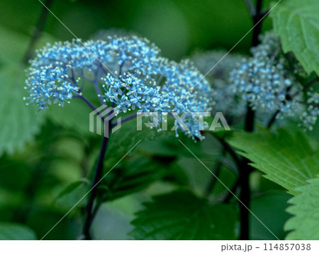 清楚な青い花　アジサイ科コアジサイの開花 114857038