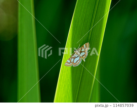 葉に止まるツトガ科キオビミズメイガ 114857039