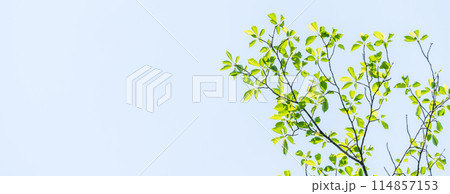 新緑　爽やか春の芽吹き 114857153