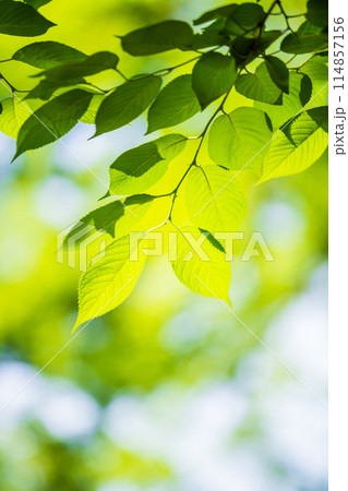 新緑 爽やか春の芽吹き 新緑 爽やか春の芽吹き 114857156