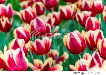 国営ひたち海浜公園「たまごの森フラワーガーデン」 in 茨城県 日本 114857210