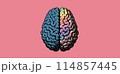 Blue and colorful hemisphere brain illustration 114857445