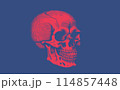 Red stencil skull vector illustration on blue BG 114857448