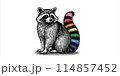 Engraving of raccoon with colorful tail on white BG 114857452