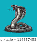 King cobra engaving with color on green BG 114857453