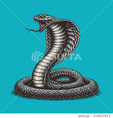 King cobra engaving with color on green BG King cobra engaving with color on green BG 114857453
