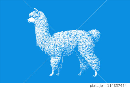 White stencil of alpaca on blue BG 114857454