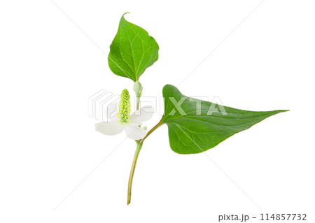 どくだみ 114857732