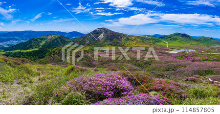 熊本県阿蘇山 ミヤマキリシマの群生地 砂千里から皿山までの登山道 114857805