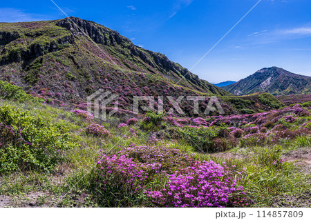 熊本県阿蘇山 ミヤマキリシマの群生地 砂千里から皿山までの登山道 熊本県阿蘇山 ミヤマキリシマの群生地 砂千里から皿山までの登山道 114857809