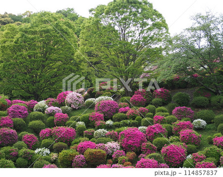 蹴上浄水場のつつじ風景 蹴上浄水場のつつじ風景 114857837