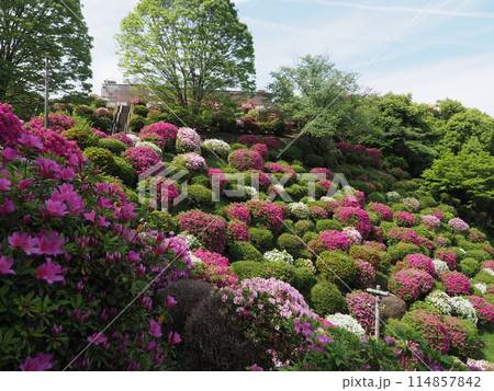 蹴上浄水場のつつじ風景 114857842