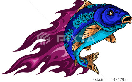 colored draw of Carp Fish Vector Illustration design 114857933