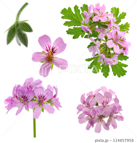 ローズゼラニウムの花、白バック ローズゼラニウムの花、白バック 114857958