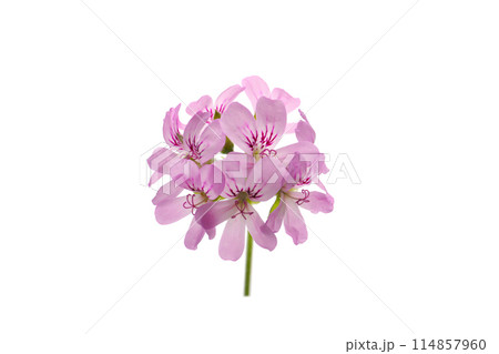 ローズゼラニウムの花、白バック 114857960