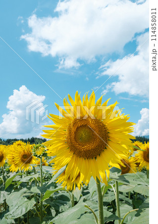 ひまわり（津南ひまわり広場にて） 114858011