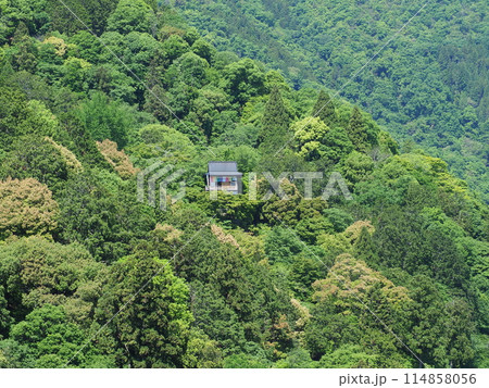 新緑の嵯峨野亀山公園 新緑の嵯峨野亀山公園 114858056