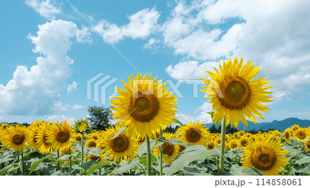 ひまわり（津南ひまわり広場にて） 114858061