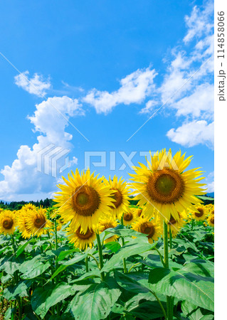 ひまわり（津南ひまわり広場にて） 114858066