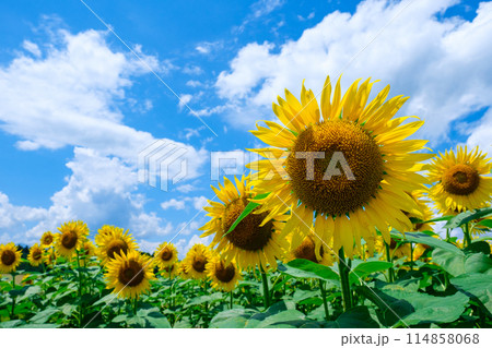 ひまわり（津南ひまわり広場にて） 114858068