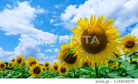 ひまわり(津南ひまわり広場にて) ひまわり(津南ひまわり広場にて) 114858070