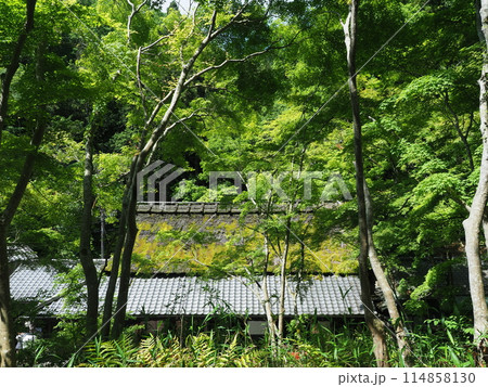 新緑の嵯峨野鳥居本平野屋 114858130