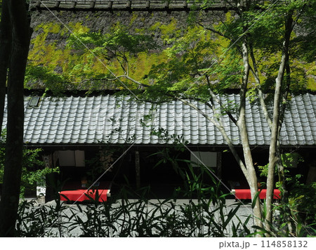 新緑の嵯峨野鳥居本平野屋 114858132