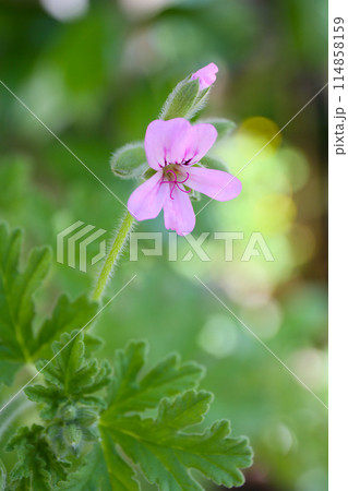 ローズゼラニウムの花、 114858159