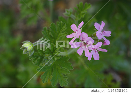 ローズゼラニウムの花、 ローズゼラニウムの花、 114858162