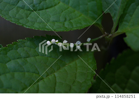 フタリシズカの花と葉 114858251