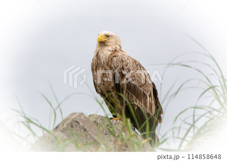 北海道の7月、初夏のオジロワシ。 114858648
