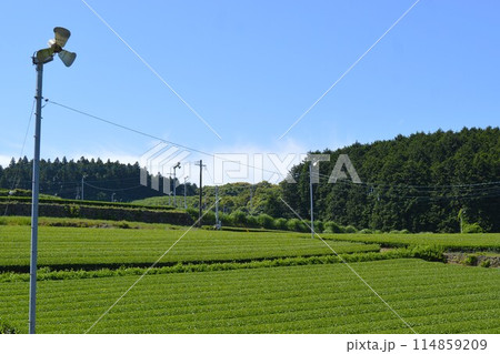 お茶畑 お茶畑 114859209
