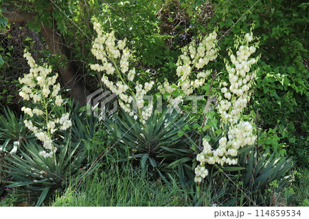春の庭に咲く白いアツバキミガヨランの花 春の庭に咲く白いアツバキミガヨランの花 114859534