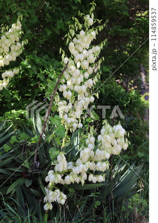 春の庭に咲く白いアツバキミガヨランの花 春の庭に咲く白いアツバキミガヨランの花 114859537