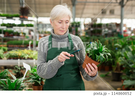 Senior woman plant shop worker using her smartphone for stock accounting 114860052
