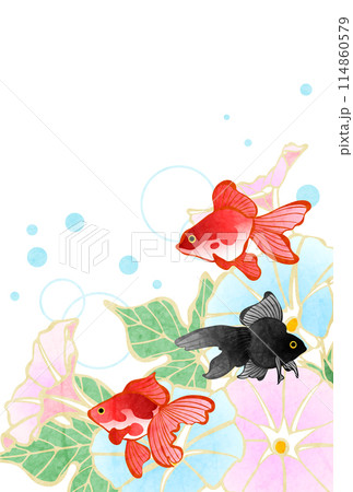 暑中見舞い、朝顔、金魚、縦、イラスト 暑中見舞い、朝顔、金魚、縦、イラスト 114860579