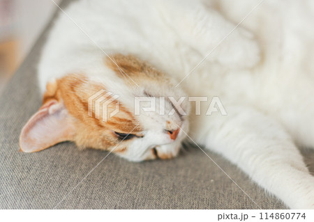 気持ちよさそうに眠る屋内飼いの三毛猫 気持ちよさそうに眠る屋内飼いの三毛猫 114860774