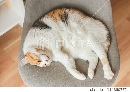 気持ちよさそうに眠る屋内飼いの三毛猫 気持ちよさそうに眠る屋内飼いの三毛猫 114860775