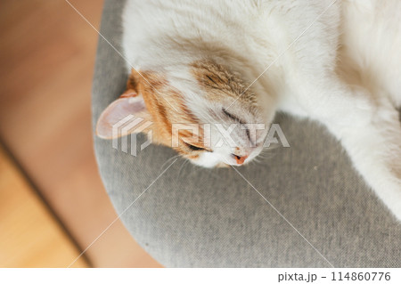 気持ちよさそうに眠る屋内飼いの三毛猫 114860776