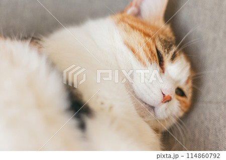 気持ちよさそうに眠る屋内飼いの三毛猫 気持ちよさそうに眠る屋内飼いの三毛猫 114860792